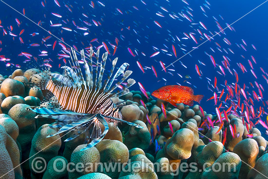 Lionfish hunting basslets photo