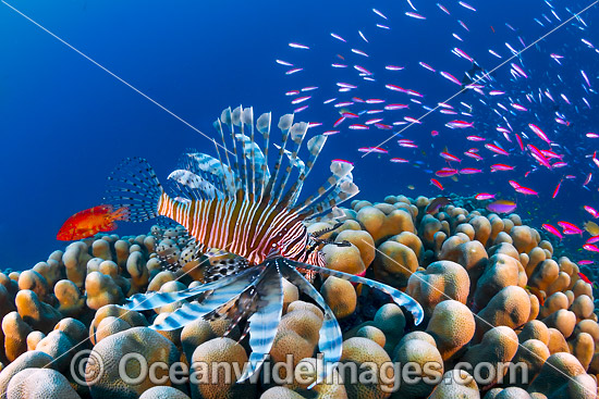 Lionfish and coral reef Christmas Island photo