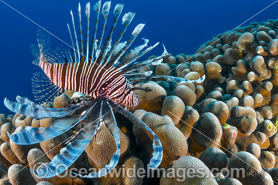 Lionfish Christmas Island photo Lionfish Christmas Island photo