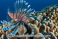 Lionfish Christmas Island Photo - Gary Bell