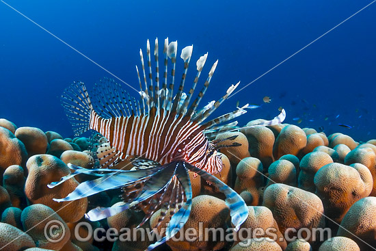 Lionfish Christmas Island photo Lionfish Christmas Island photo