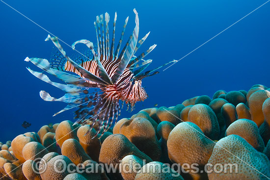 Lionfish Christmas Island photo Lionfish Christmas Island photo
