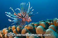 Lionfish Christmas Island Photo - Gary Bell