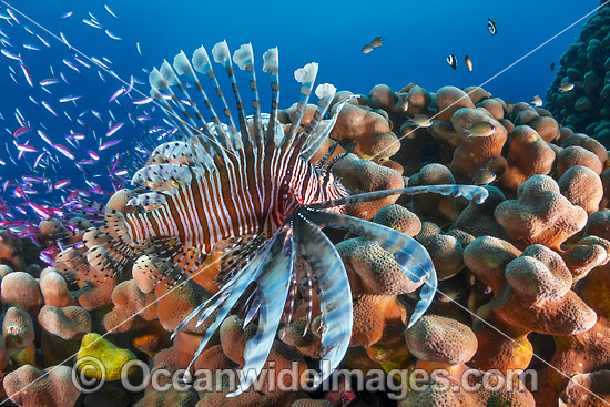 Lionfish hunting basslets photo