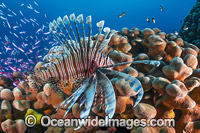 Lionfish hunting basslets Photo - Gary Bell