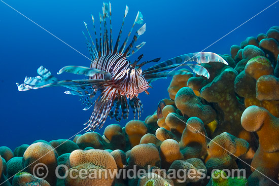 Lionfish Christmas Island photo Lionfish Christmas Island photo