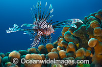 Lionfish Christmas Island Photo - Gary Bell