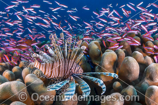 Lionfish and coral reef Christmas Island photo