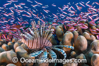 Lionfish and coral reef Christmas Island Photo - Gary Bell