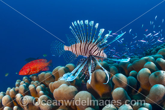 Lionfish Christmas Island photo Lionfish Christmas Island photo