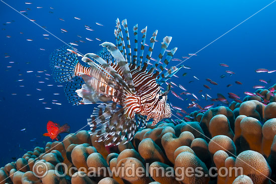 Lionfish Christmas Island photo Lionfish Christmas Island photo
