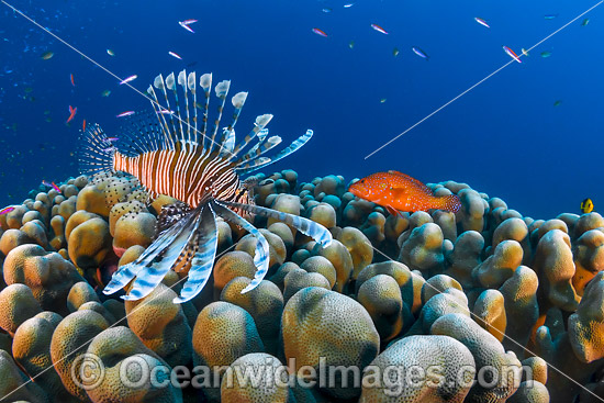 Lionfish and coral reef Christmas Island photo Lionfish and coral reef Christmas Island photo