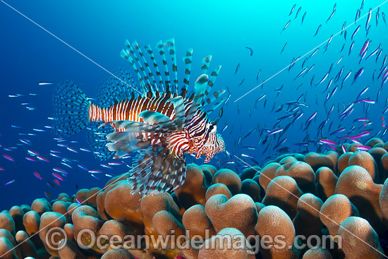 Lionfish hunting basslets photo