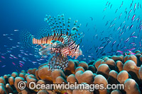 Lionfish hunting basslets Photo - Gary Bell