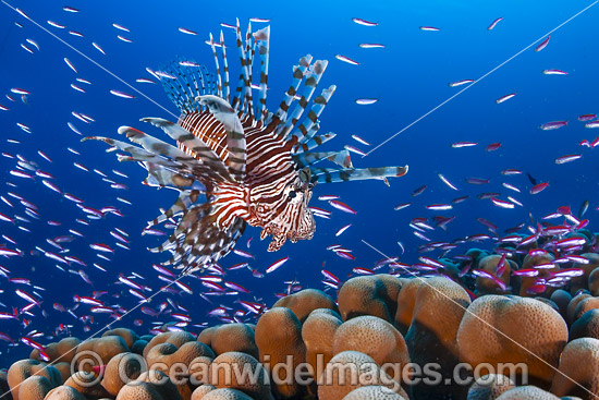 Lionfish and basslets photo Lionfish and basslets photo