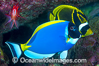 Powder blue Tang Christmas Island Photo - Gary Bell