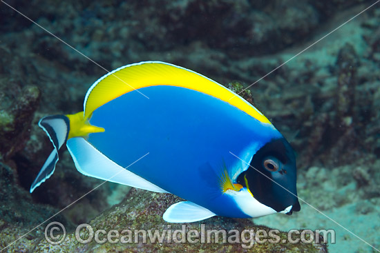 Powder blue Tang Christmas Island photo