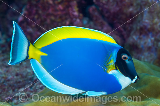 Powderblue Surgeonfish (Acanthurus leucosternon). Also known as Powder Blue Tang. Found in Indian Ocean from East Africa to Sumatra, Bali and Christmas Island. Photo taken at Christmas Island, Australia. Photo - Gary Bell Powderblue Surgeonfish (Acanthurus leucosternon). Also known as Powder Blue Tang. Found in Indian Ocean from East Africa to Sumatra, Bali and Christmas Island. Photo taken at Christmas Island, Australia. Photo - Gary Bell