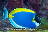 Powderblue Surgeonfish Christmas Island Photo - Gary Bell