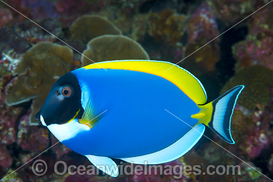 Powderblue Surgeonfish (Acanthurus leucosternon). Also known as Powder Blue Tang. Found in Indian Ocean from East Africa to Sumatra, Bali and Christmas Island. Photo taken at Christmas Island, Australia. Photo - Gary Bell Powderblue Surgeonfish (Acanthurus leucosternon). Also known as Powder Blue Tang. Found in Indian Ocean from East Africa to Sumatra, Bali and Christmas Island. Photo taken at Christmas Island, Australia. Photo - Gary Bell