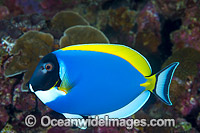 Powder blue Tang Acanthurus leucosternon Photo - Gary Bell