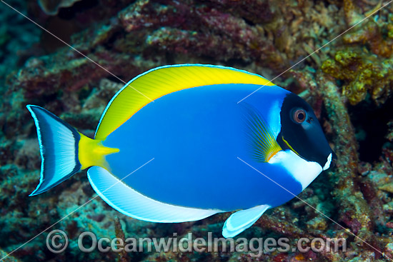 Powderblue Surgeonfish Christmas Island photo Powderblue Surgeonfish Christmas Island photo