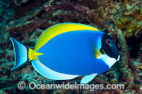 Powderblue Surgeonfish Christmas Island Photo - Gary Bell