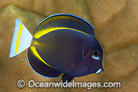 Velvet Surgeonfish Christmas Island Photo - Gary Bell