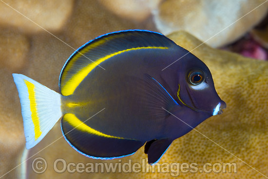 Velvet Surgeonfish (Acanthurus nigricans). Found throughout the Indo-West Pacific, including the Great Barrier Reef, Australia. Photo taken at Christmas Island, Australia. Photo - Gary Bell