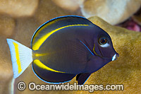 Velvet Surgeonfish Acanthurus nigricans Photo - Gary Bell