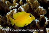 Yelloweye Bristletooth Surgeonfish Photo - Gary Bell