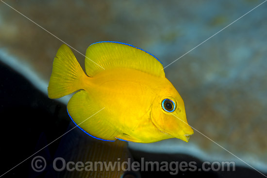 Yelloweye Bristletooth Surgeonfish (Ctenochaetus truncatus), juvenile. Found from East Africa to Andaman Sea and Christmas Island. Photo taken at Christmas Island, Australia. Photo - Gary Bell Yelloweye Bristletooth Surgeonfish (Ctenochaetus truncatus), juvenile. Found from East Africa to Andaman Sea and Christmas Island. Photo taken at Christmas Island, Australia. Photo - Gary Bell