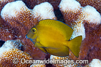 Yelloweye Bristletooth Surgeonfish Photo - Gary Bell