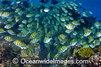 Schooling Surgeonfish Christmas Island Photo - Gary Bell
