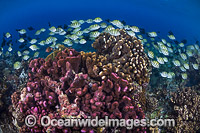 Fish and Coral Christmas Island Photo - Gary Bell