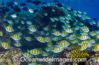 Convict Surgeonfish Acanthurus triostegus Photo - Gary Bell