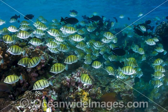 Schooling Convict Surgeonfish (Acanthurus triostegus). Found throughout the Indo-West Pacific, including the Great Barrier Reef, Australia. Photo taken at Christmas Island, Australia. Photo - Gary Bell