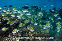 Schooling Surgeonfish Christmas Island Photo - Gary Bell