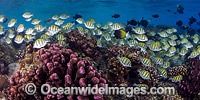 Convict Surgeonfish Acanthurus triostegus Photo - Gary Bell