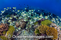 Surgeonfish and Coral Christmas Island Photo - Gary Bell