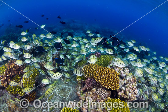 Convict Surgeonfish Acanthurus triostegus photo