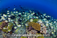 Convict Surgeonfish Acanthurus triostegus Photo - Gary Bell