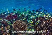 Fish and Coral Christmas Island Photo - Gary Bell