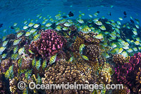 Convict Surgeonfish Christmas Island Photo - Gary Bell