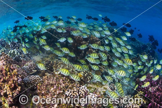 Fish and Coral Christmas Island photo