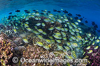 Fish and Coral Christmas Island Photo - Gary Bell