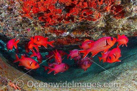 Crimson Soldierfish Christmas Island photo