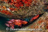 Crimson Soldierfish Christmas Island Photo - Gary Bell