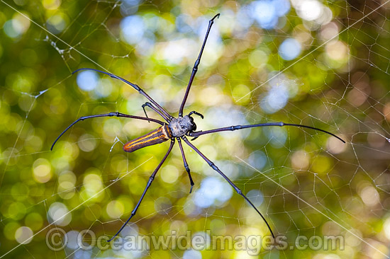 Golden Orb Weaver Spider Christmas Island photo