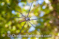 Golden Orb Weaver Spider Christmas Island Photo - Gary Bell